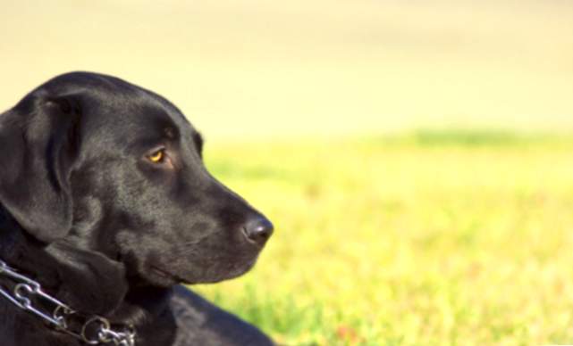 Os melhores nomes para cães pretos, os mais bonitos!