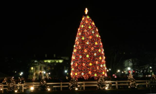 Árvore de Natal Nacional: a árvore mais típica dos Estados Unidos