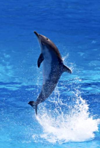 Significado de sonhar com golfinhos