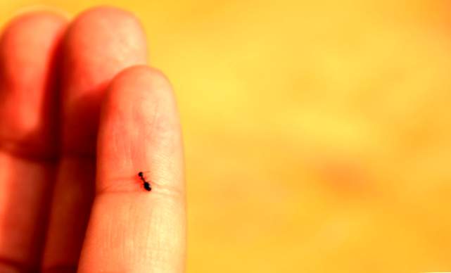 Il significato di sognare che una formica ti prude