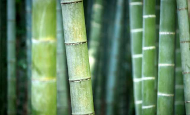Bambus und Feng Shui: die Pflanzen Ihres Hauses