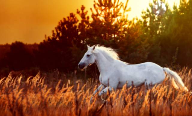 Was bedeutet es, von weißen Pferden zu träumen?