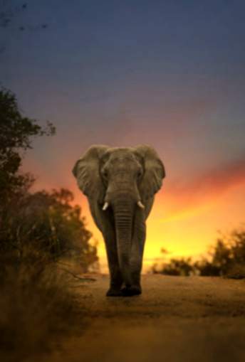 Bedeutung von Träumen von einem Elefanten