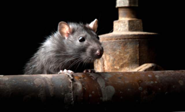 Was bedeutet es zu träumen, dass eine Ratte dich beißt?