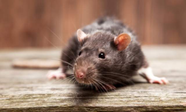 Die Bedeutung des Träumens, dass du eine Ratte tötest