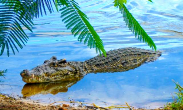 Was bedeutet es, von einem Krokodil in schmutzigem Wasser zu träumen?