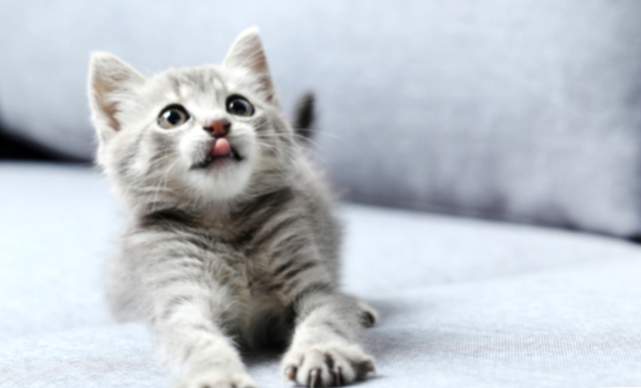Träume von grauen Katzen: Was bedeutet das?