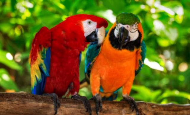 O que significa sonhar com pássaros coloridos