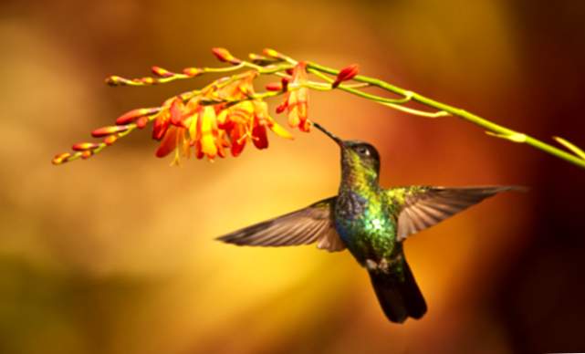 Sensul visării unui colibri