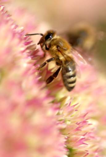 Sognando le api e il loro significato