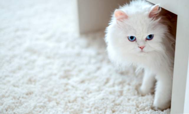Was bedeutet es, von weißen Katzen zu träumen?