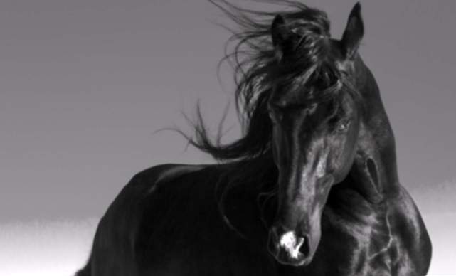 Cosa significa sognare un cavallo nero