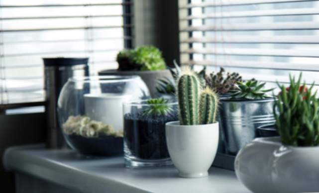 Cactus in casa e altre piante