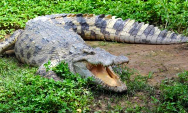 Warum träumst du, dass ein Krokodil dich jagt?