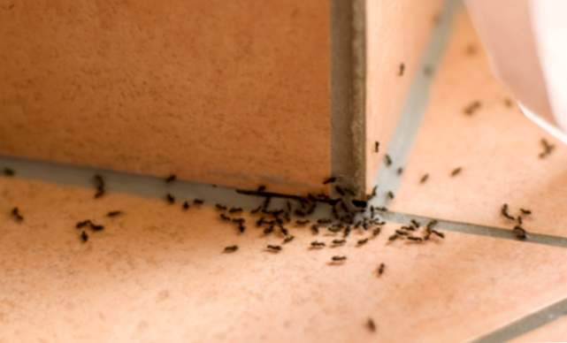 Was bedeutet es, zu Hause von Ameisen zu träumen?