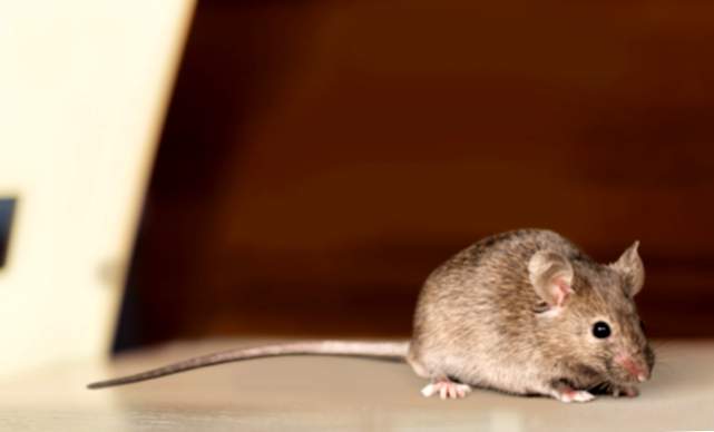 Che cosa è sognare con i topi