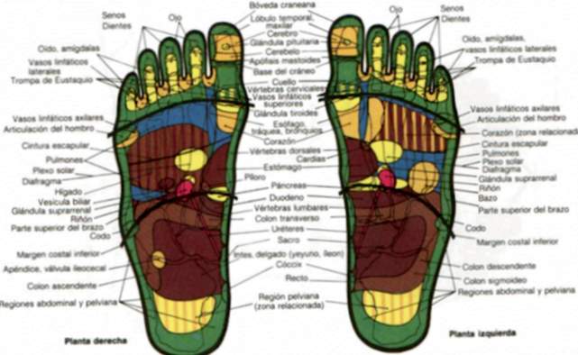 Mappa di riflessologia del piede