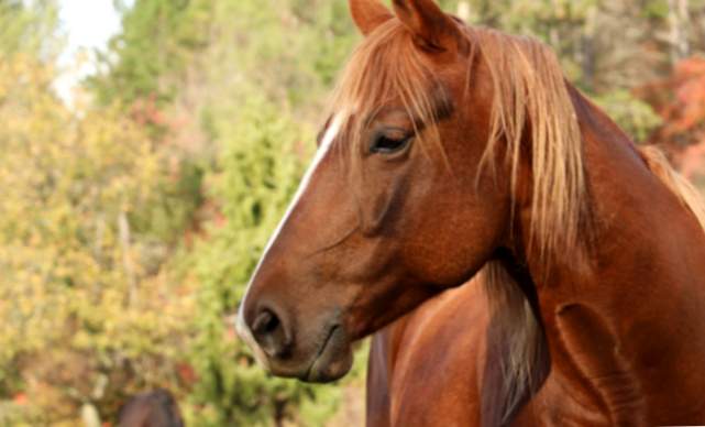 Il significato di sognare i cavalli marroni