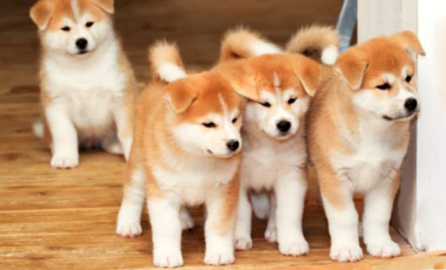 Si vous aimez les prénoms asiatiques pour chiens, consultez cette liste
