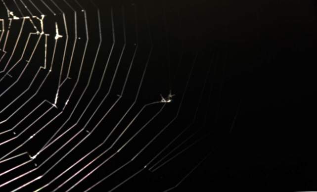Que signifie rêver d'araignées noires