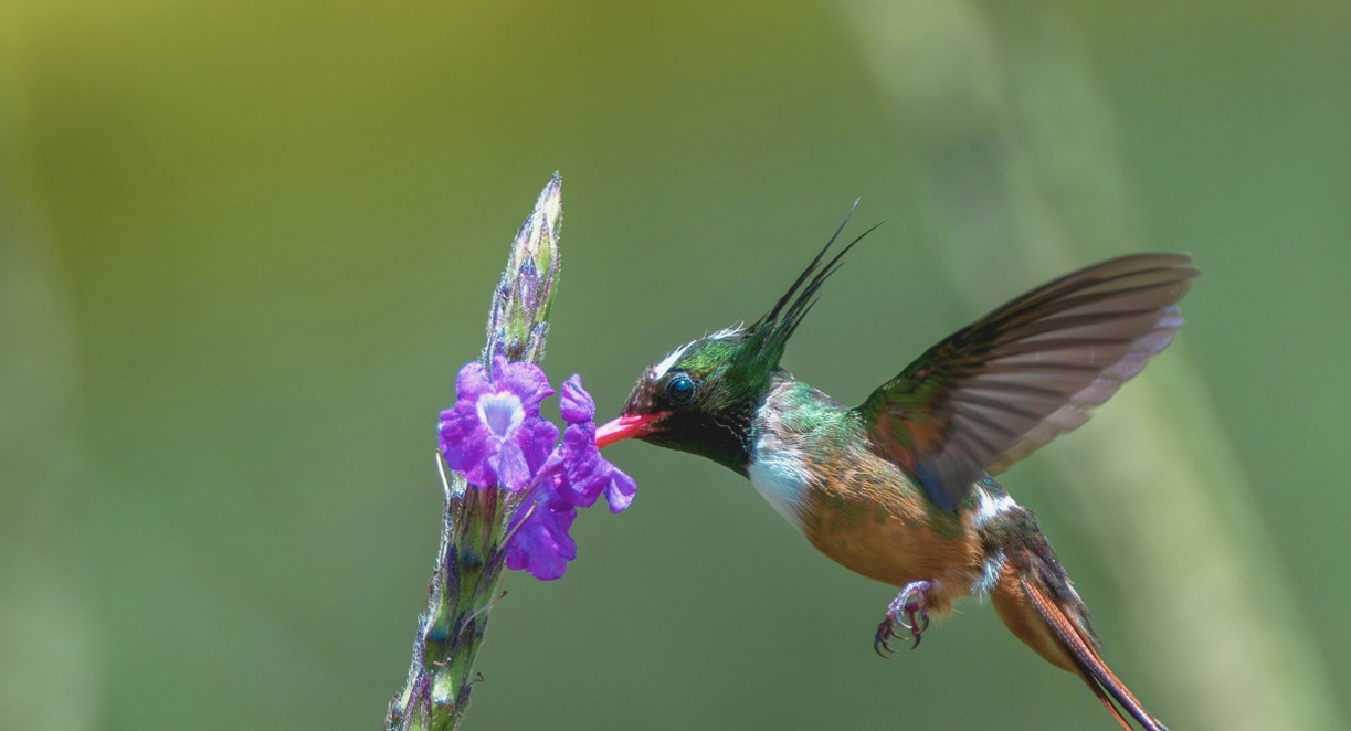 Colibri coloré en vol butinant une fleur violette