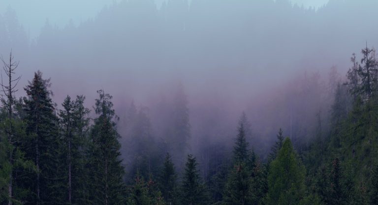Forêt de sapins enveloppée de brume au petit matin