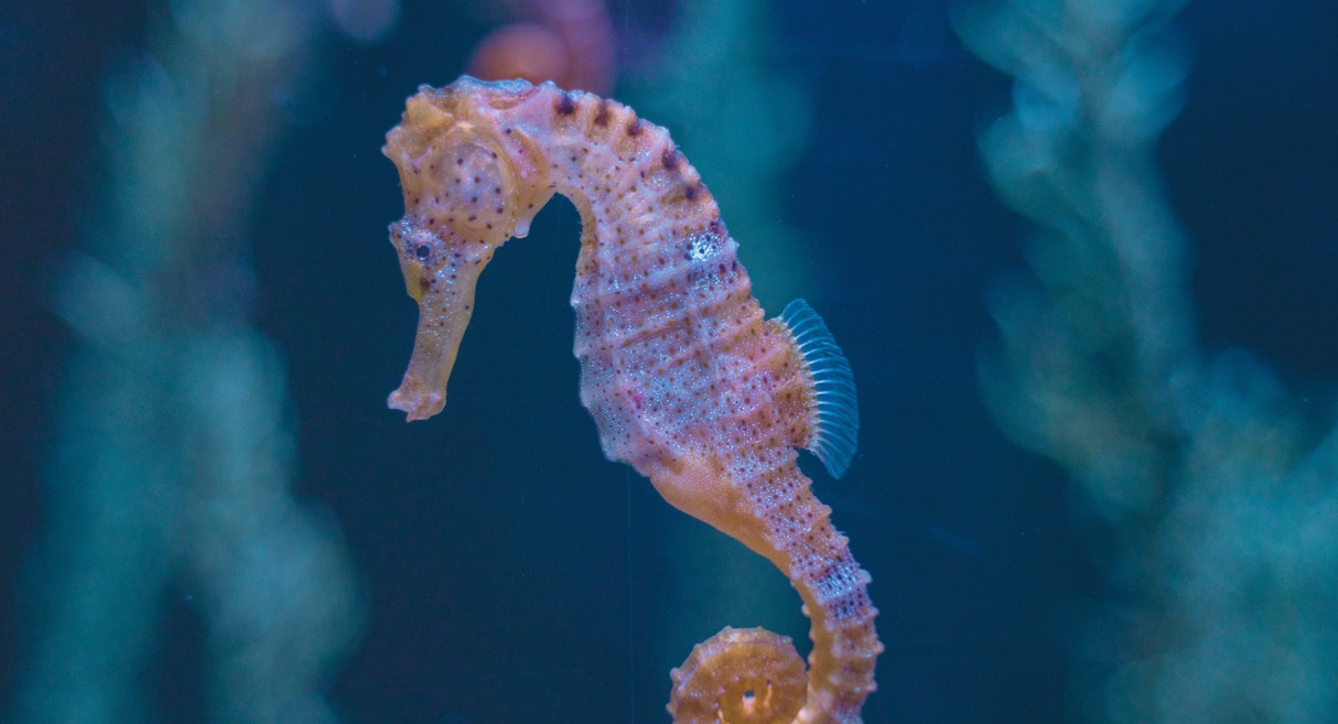 Hippocampe en gros plan dans l'eau bleue